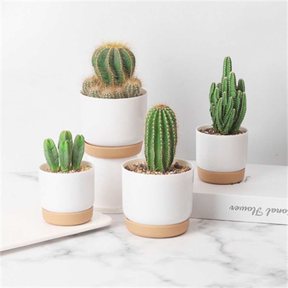 Maceta Redonda para Cactus y S - Echeveria Succulent reseña y precio