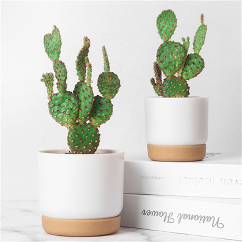 Maceta Redonda para Cactus y S - Echeveria Succulent reseña y precio