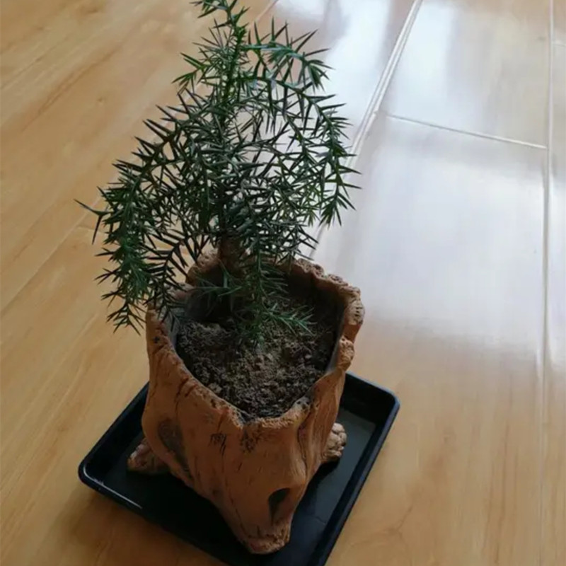 Estacas de madera de imitación - Echeveria Succulent reseña y precio